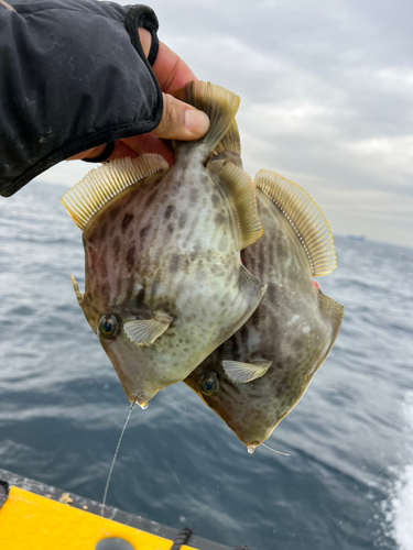 カワハギの釣果