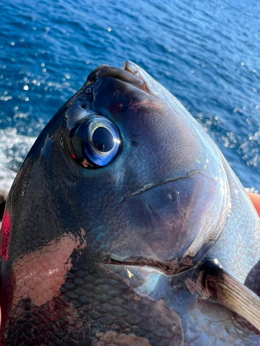 オナガグレの釣果