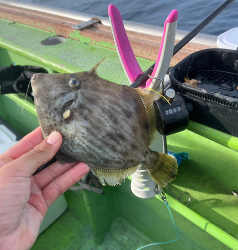 カワハギの釣果