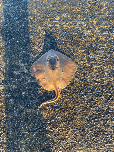 エイの釣果