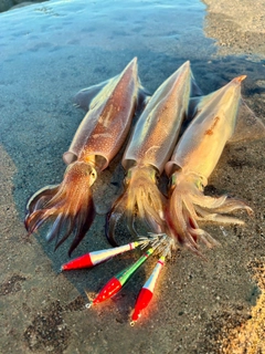 ヤリイカの釣果