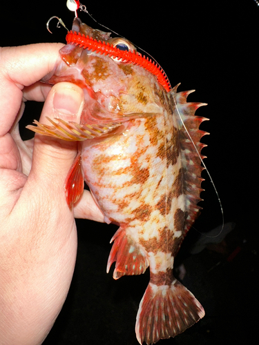 タケノコメバルの釣果