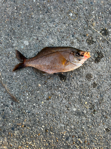 アイナメの釣果