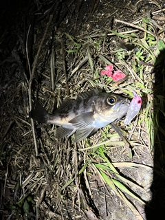 アオメバルの釣果