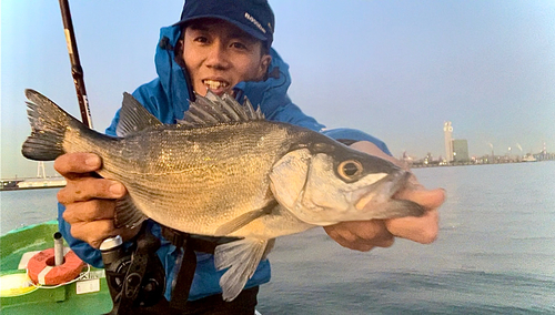 ヒラスズキの釣果