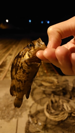 クロソイの釣果