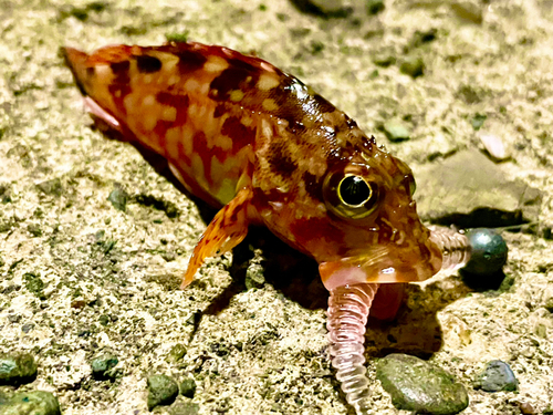 カサゴの釣果