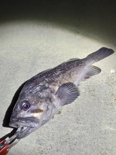 クロソイの釣果