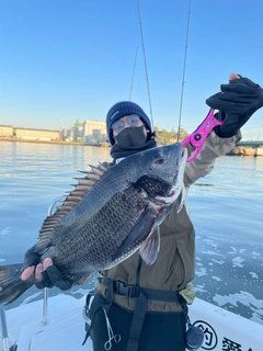 クロダイの釣果