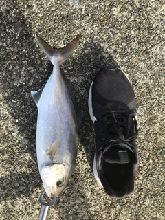 カンパチの釣果