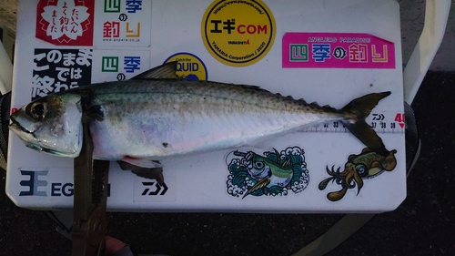 サバの釣果