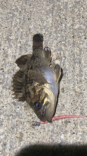 クロソイの釣果