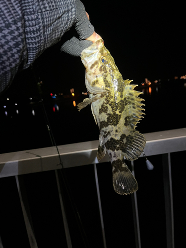 タケノコメバルの釣果