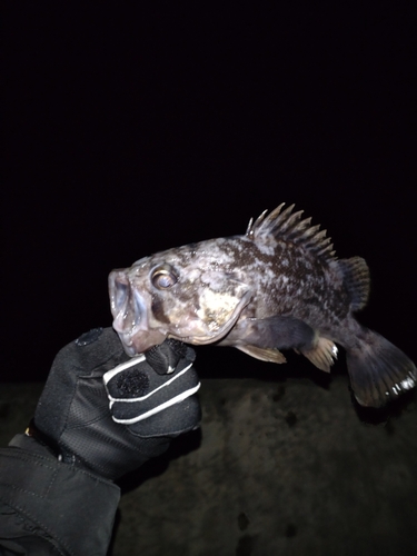 クロソイの釣果