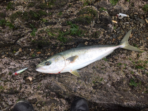 ハマチの釣果