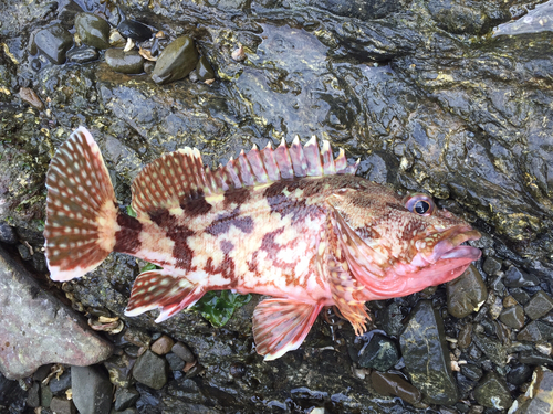 カサゴの釣果