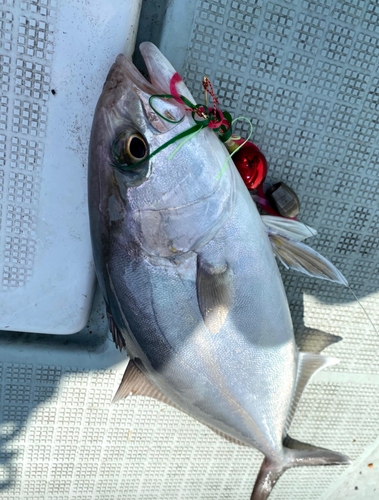 カンパチの釣果