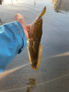 ライギョの釣果