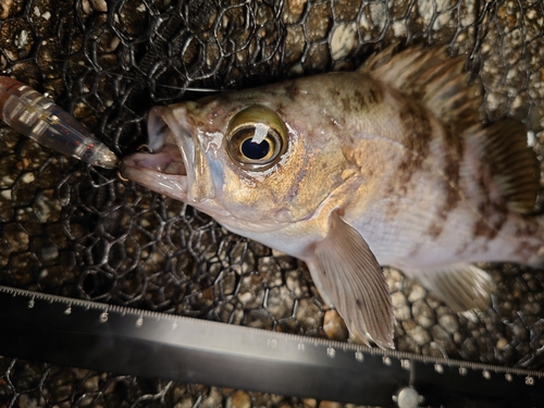 メバルの釣果