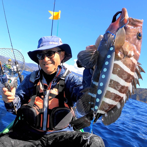 マハタの釣果