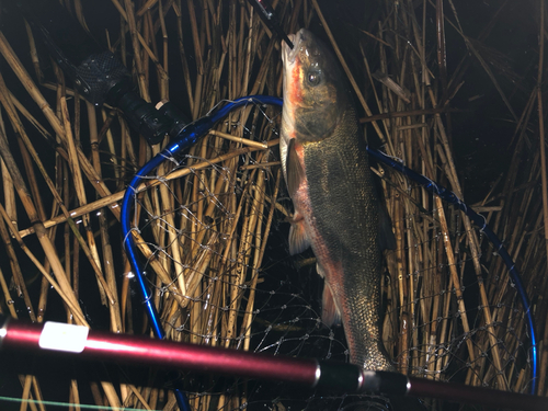 ウグイの釣果