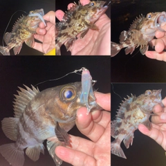 メバルの釣果