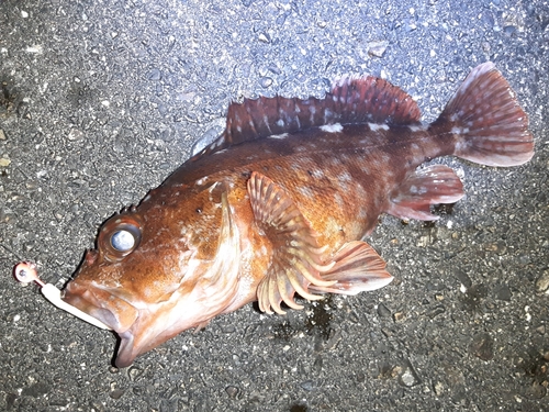 カサゴの釣果