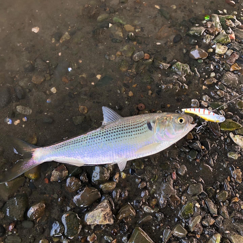 コノシロの釣果