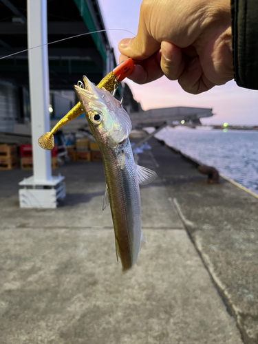 カマスの釣果