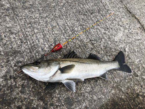 ハネ（マルスズキ）の釣果