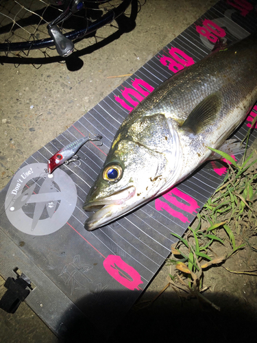 シーバスの釣果