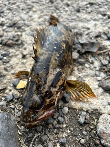 タケノコメバルの釣果