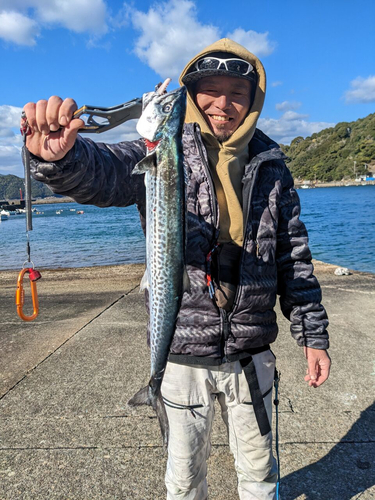 サゴシの釣果