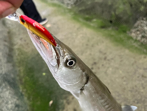 オオメカマスの釣果