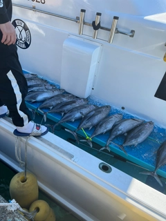 ビンチョウマグロの釣果