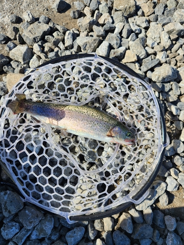 トラウトの釣果