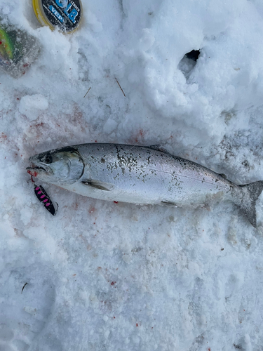 サクラマスの釣果