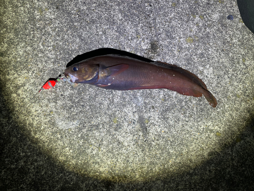 ドンコの釣果