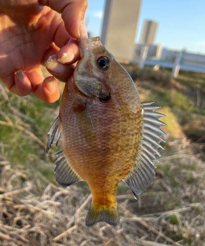 ブルーギルの釣果