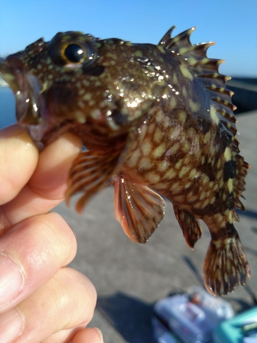 カサゴの釣果