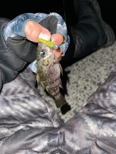 シロメバルの釣果