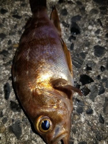 メバルの釣果