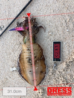 アオリイカの釣果