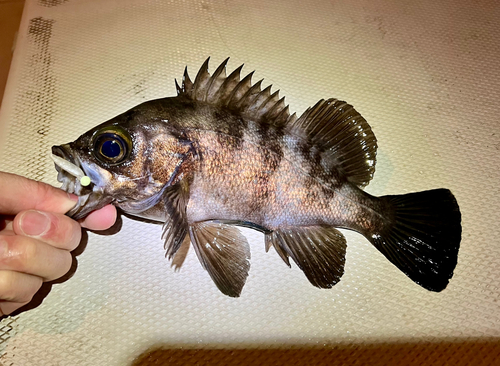 クロメバルの釣果