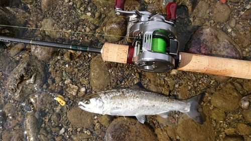 アマゴの釣果