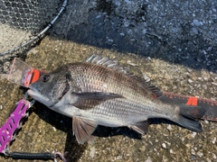 チヌの釣果