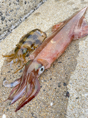 ヤリイカの釣果