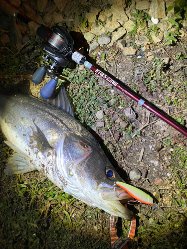 シーバスの釣果