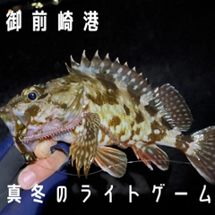 カサゴの釣果