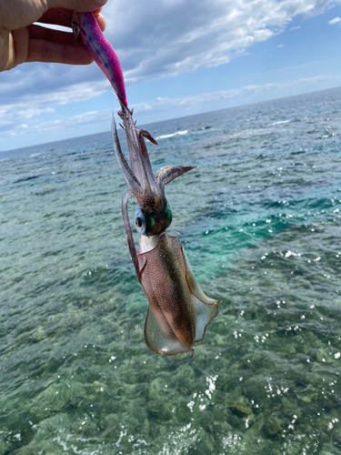 アオリイカの釣果